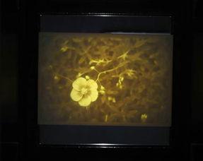 透光照片,探寻照片背后的故事